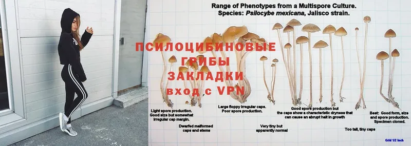 Галлюциногенные грибы прущие грибы  Бобров 